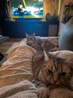 Silver tabby, Mainecoon x britse korthaar, broer-zus, Dieren en Toebehoren, Meerdere dieren, Kortharig, 3 tot 5 jaar
