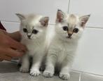 NOG 2 silver shaded! Britse korthaar kittens, Dieren en Toebehoren, Katten en Kittens | Raskatten | Korthaar, Meerdere dieren