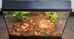 Landschildpadden met compleet terrarium, Schildpad, Met terrarium, 0 tot 2 jaar