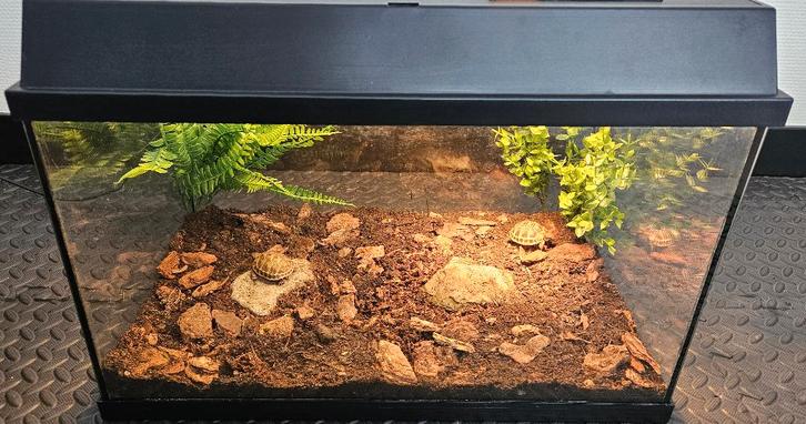 Landschildpadjes met compleet terrarium