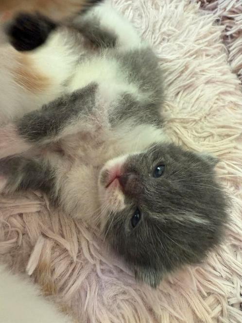 Alleen Grey beschikaar!! Kitten kater, Dieren en Toebehoren, Katten en Kittens | Raskatten | Korthaar, Meerdere dieren, 0 tot 2 jaar