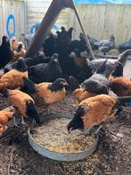 Vorwerk kippen te koop, Dieren en Toebehoren, Meerdere dieren, Kip