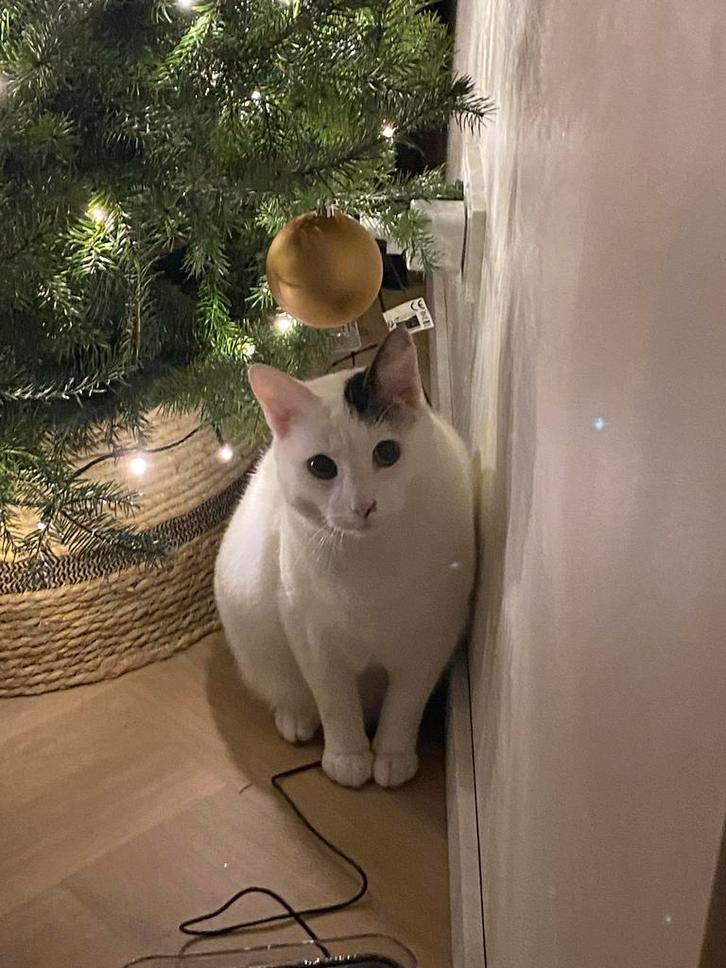 Lieve kat Ollie zoekt nieuw warm thuis, Dieren en Toebehoren, Katten en Kittens | Overige Katten, Kater