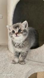 Britse korthaar poes en Britse langhaar kater kitten, Meerdere dieren, Ontwormd, 0 tot 2 jaar