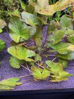 Groene tijgerlotus - Nymphaea Zenkeri - lotus, Dieren en Toebehoren, Vissen | Aquaria en Toebehoren, Ophalen of Verzenden, Nieuw