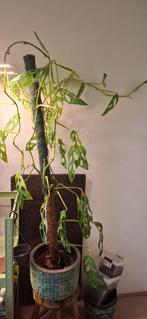 Monstera adansonii 'Indonesian Marble', Overige soorten, In pot, Minder dan 100 cm, Groene kamerplant