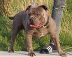 American bully dekreu, Dieren en Toebehoren, Honden | Bulldogs, Pinschers en Molossers, Rabiës (hondsdolheid), Eén hond, 3 tot 5 jaar