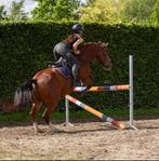 Ervaren bijrijder aangeboden/ bijrijdpaard/pony gezocht, Dieren en Toebehoren, Paarden en Pony's | Verzorgingsproducten, Ophalen of Verzenden