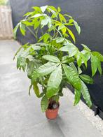 Mooie grote geldboom (Pachira aquatica), Huis en Inrichting, Ophalen, 100 tot 150 cm, Overige soorten, Halfschaduw