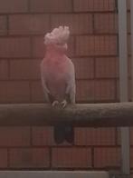 0-1 Rose kaketoe 2017(Female), Dieren en Toebehoren, Vogels | Parkieten en Papegaaien, Mannelijk, Papegaai