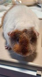 US Teddy zeugje van Juni 2025 met stamboom, Dieren en Toebehoren, Cavia, Juni, Vrouwelijk, Tam