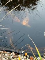 Koi karpers, Karper of Koi