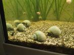 Blauwe appelslakken, Dieren en Toebehoren, Slak of Weekdier