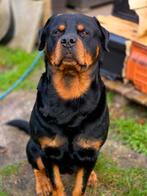 Dekreu rottweiler, Dieren en Toebehoren, Honden | Dekreuen, Reu, Eén hond, 3 tot 5 jaar, Nederland