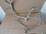 Curiosa groot gewei geweien hertengewei gewei hert ree 59cm, Ophalen of Verzenden, Gebruikt, Hert, Gewei of Kop