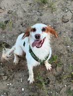 Opzoek naar gouden mandje, Dieren en Toebehoren, Rabiës (hondsdolheid), Reu, Eén hond, Spaniël