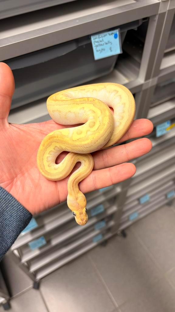0.1 pastel fire disco yellow belly cliwn ball python Ball Python - female for sale from KAS