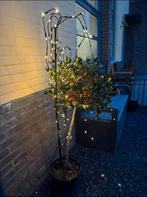 Verlichting + boom! In ALMERE!, Ophalen, Volle zon, Overige soorten