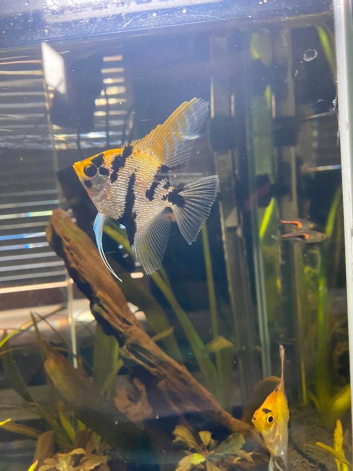 Koppeltje maanvissen te koop/te ruil, Dieren en Toebehoren, Vissen | Aquariumvissen, Zoetwatervis, Vis