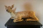 Opgezette jonge ree - Antiek Decoratie, Antiek en Kunst, Ophalen of Verzenden