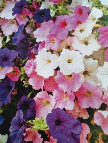 Zaden Petunia multiflora mix  beschikbaar voor biedingen