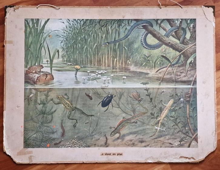 Schoolplaat "In sloot en plas" / M.A. Koekkoek, Antiek en Kunst, Antiek | Schoolplaten, Natuur en Biologie, Ophalen