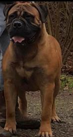 Bullmastiff Dekreu, Dieren en Toebehoren, Rabiës (hondsdolheid), Reu, Eén hond, 3 tot 5 jaar