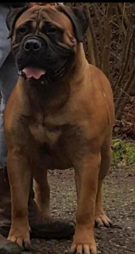 Bullmastiff Dekreu, Dieren en Toebehoren, Honden | Dekreuen, Reu, Fokker | Hobbymatig, Eén hond, Nederland, 3 tot 5 jaar, CDV (hondenziekte)