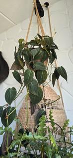 Philodendron micans hangplant, Huis en Inrichting, Kamerplanten, Ophalen of Verzenden, Overige soorten, Minder dan 100 cm