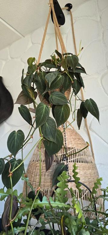 Philodendron micans hangplant beschikbaar voor biedingen