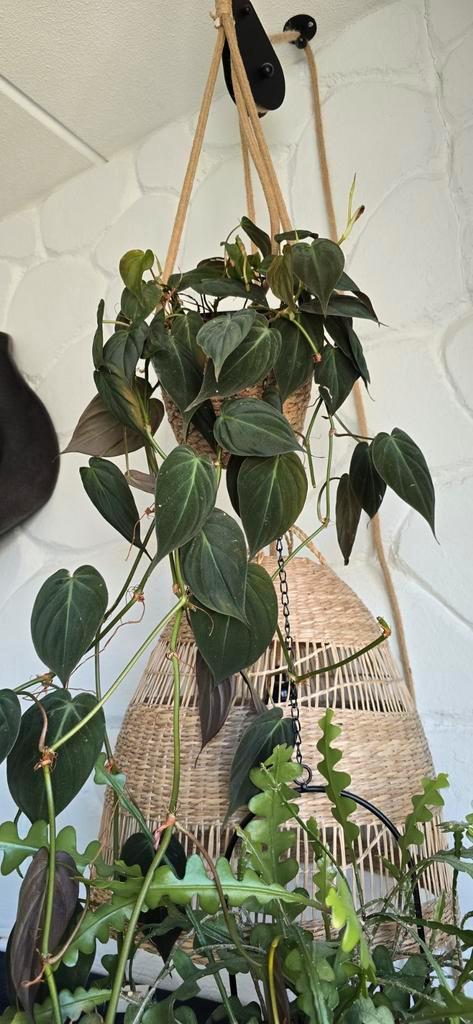 Philodendron micans hangplant, Huis en Inrichting, Kamerplanten, Overige soorten, Minder dan 100 cm, Ophalen of Verzenden