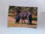 kaart paard veulen dier, Ophalen, 1980 tot heden, Ongelopen, Paard
