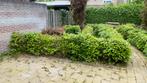 Beukenhaag, GRATIS, Tuin en Terras, Planten | Struiken en Hagen, Haag, Beukenhaag, Ophalen, 100 tot 250 cm
