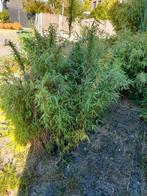 Gratis bamboe en riet en andere planten, Tuin en Terras, Ophalen, Bamboe, Struik, 100 tot 250 cm