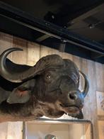 Afrikaanse buffel/ kafferbuffel, Verzamelen, Dierenverzamelingen, Wild dier, Opgezet dier, Ophalen of Verzenden, Zo goed als nieuw