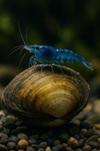 Neocaridina Blue Velvet garnaaltjes, Dieren en Toebehoren, Vissen | Aquariumvissen, Kreeft, Krab of Garnaal, Zoetwatervis