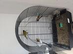 Vogels to verkopen, Dieren en Toebehoren, Vogels | Overige Vogels, Meerdere dieren, Tropenvogel, Geringd