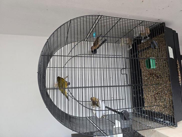 Vogels to verkopen, Dieren en Toebehoren, Vogels | Overige Vogels, Tropenvogel, Meerdere dieren, Tam, Geringd