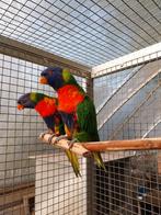 Lori van de blauwe bergen, Dieren en Toebehoren, Vogels | Parkieten en Papegaaien, Meerdere dieren, Papegaai