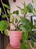 Pannenkoekenplant met pot (4), Huis en Inrichting, Kamerplanten, Ophalen, Halfschaduw, Minder dan 100 cm