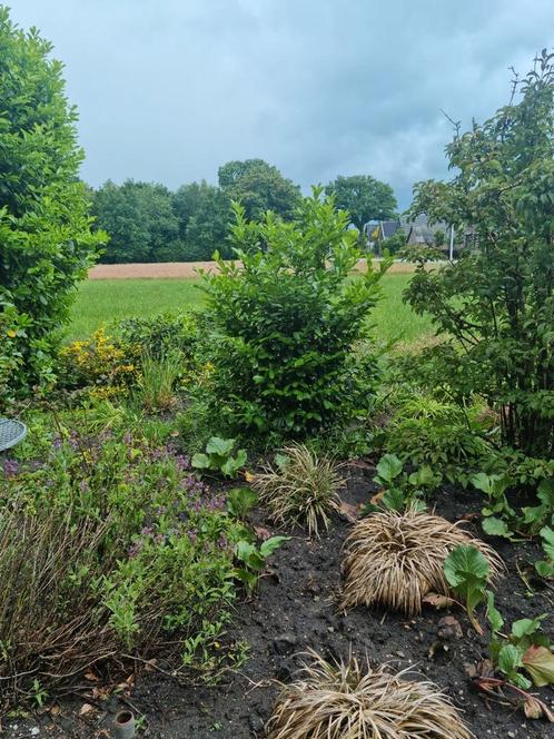 Prachtige volle ( jonge ) laurier struik. Riant formaat, Tuin en Terras, Planten | Struiken en Hagen, Laurier, 100 tot 250 cm
