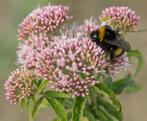 Zaden koninginnekruid (Eupatorium cannabinum) - inheems, Ophalen of Verzenden, Voorjaar, Volle zon, Zaad