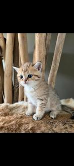 Britse korthaar kittens, Dieren en Toebehoren, Katten en Kittens | Dekkaters