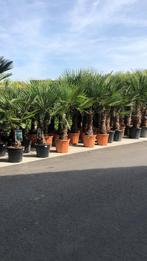 Chinese waaierpalm trachycarpus fortunei palmboom, Tuin en Terras, Halfschaduw, Zomer, Overige soorten, Ophalen