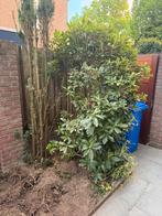 Rhododendron Cunningsham White, Tuin en Terras, Planten | Bomen, Ophalen, Lente, Halfschaduw, Bolboom
