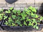 Aardbei plantjes €0,50 per stuk, Tuin en Terras, Planten | Tuinplanten, Zomer, Vaste plant, Fruitplanten, Ophalen