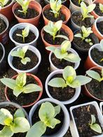 Surinaamse spinazie planten 2,50 per plant. Bitawirie 3,00 p, Tuin en Terras, Planten | Tuinplanten, Ophalen, Volle zon, Groenteplanten