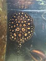 Black diamond rog pup 15-20cm, Dieren en Toebehoren, Vissen | Aquariumvissen, Vis