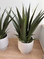 1 nep agave, Ophalen, Halfschaduw