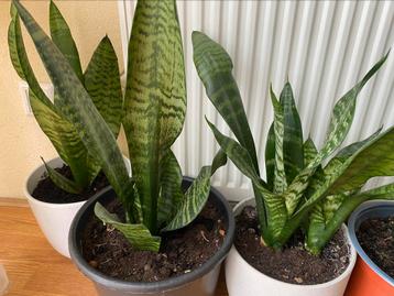 Sansevieria beschikbaar voor biedingen